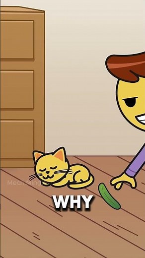 Why Cats Fear Cucumbers?