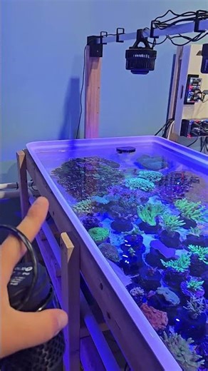 About to setup Hydros wave engine v2 and octopulse 4 on the coral growout