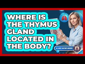 Where Is The Thymus Gland Located In The Body?