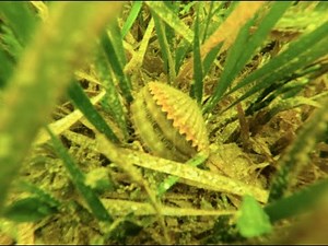 Limits of Florida Bay Scallops | 2025 Opener