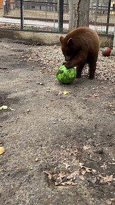 Cinnamon has a giant egg filled with favorite treats (fruits, eggs). It's safe to say the egg was a big hit! | Indian Creek Zoo