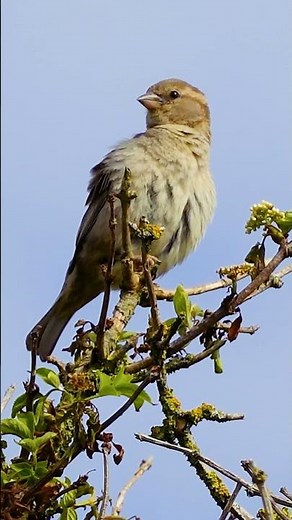 The House Sparrow's chirp is one of nature's happiest sounds - Bird Sounds #shorts