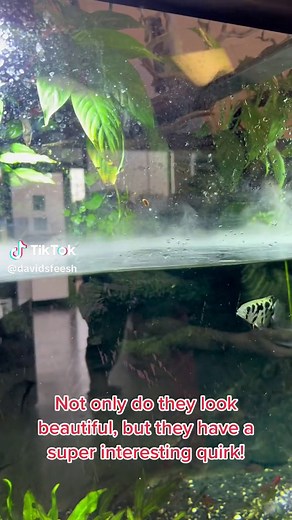 Discover the Fascinating Clouded Archer Fish