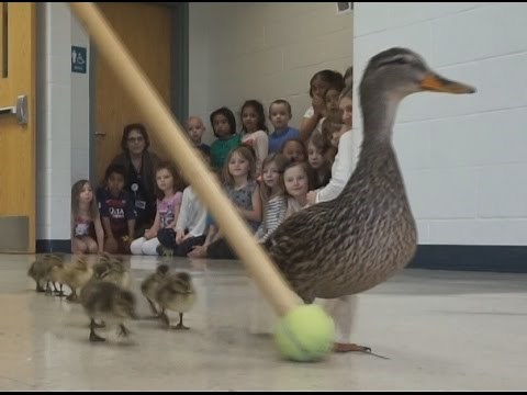 Prairie Mountain Duck Walk