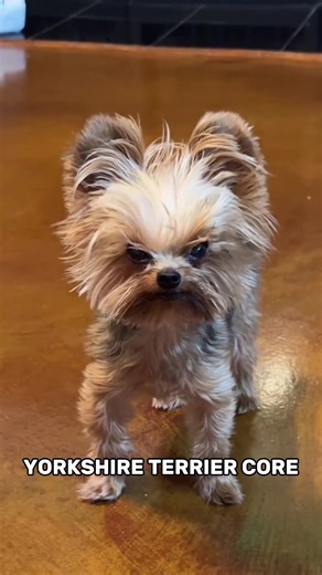 Yorkshire Terrier Care Tips for a Happy Pup