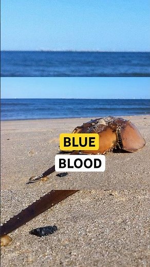 The Blue-Blooded Animal That Protects Human Lives