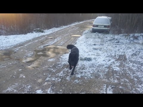 Winter Walk in Russia | Snowy Night in Leningrad Oblast with Wolf-dog