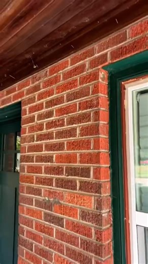 1.4M views · 24K reactions | Life hack- and it works like a charm!! WD40 does it all! #LifeHack #DIY #bugs | Nik and Liv DIY | Facebook