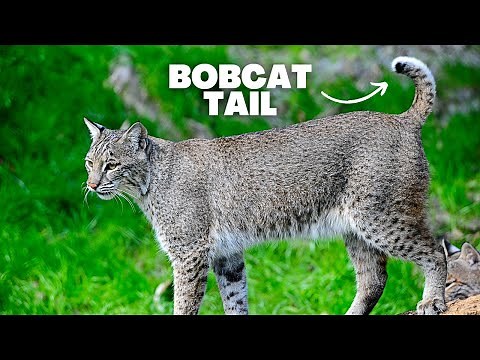 Bobcat Tail: Why Bobcats Have Short Tails!