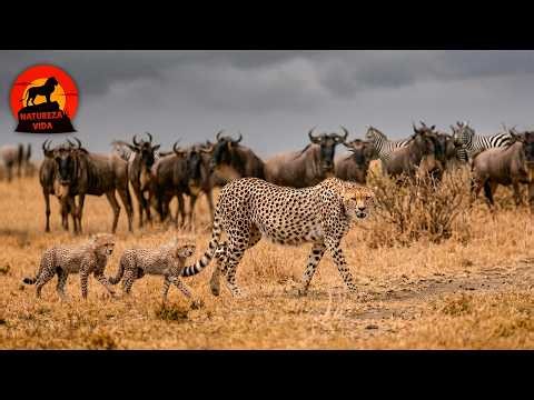 WILD SAVANNA | The Battles of the Most Agile Predators #wildanimals | Nature Life