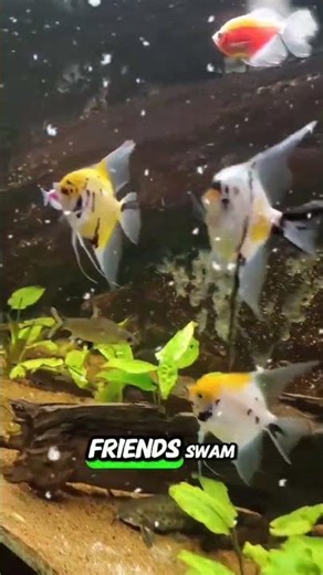 Angelfish & Friends: Beautiful Harmony in the Aquarium 🐟✨