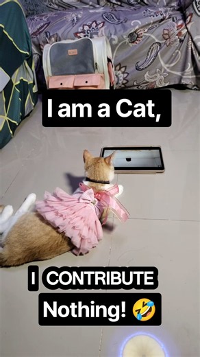 I am a cat I pay no rent I pay nothing