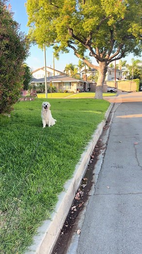 Balade aux États-Unis: maisons, pelouses et vie locale