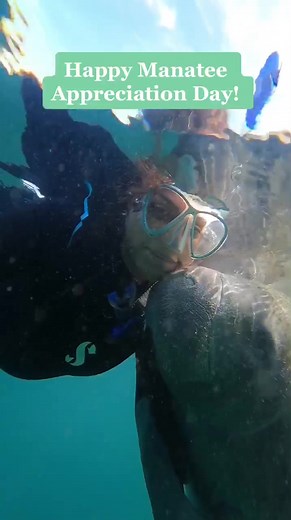 Encountering Manatees in Florida: A Swim with Cute Wildlife