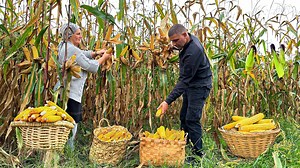 140K views · 5.9K reactions | Harvested a huge crop of delicious corn in our village! Pickled corn in jars - very tasty ❤ #village #recipe #cooking | Faraway Village Family | Facebook