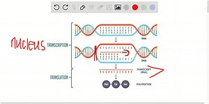Contrast transcription and translation. Name at least three differences between the two processes. | Numerade