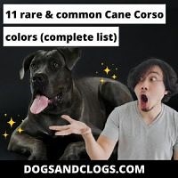 11 Rare & Common Cane Corso Colors (Complete 2023 List) - DogsAndClogs