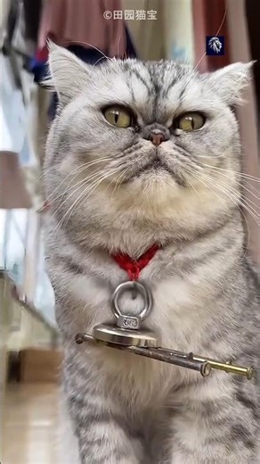 This Cat Got a Girlfriend With The Help of a Magnet 🧲😱