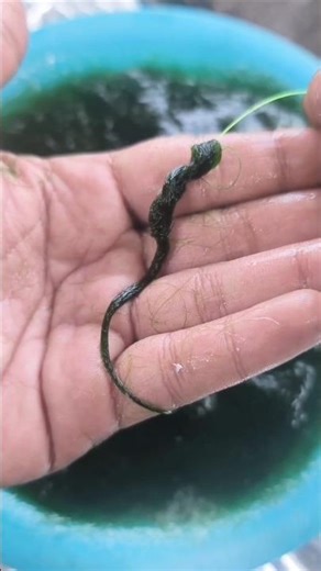 How to Attach Moss Bait to a Hook #shorts #fishing #tutorial