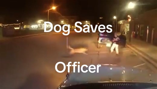 Police Dog Demonstrates Heroic Skills in Training Video