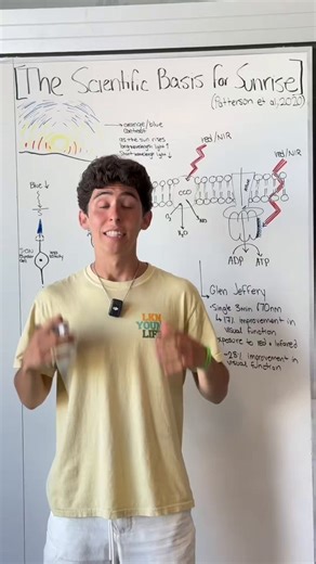 THE SUNRISE IS THE MOST POTENT CIRCADIAN STIMULUS.A 2020 paper published in Current Biology identified a previously unknown retinal circuit explaining precisely why the spectral contrast of sunrise so powerfully entrains the circadian system.The key neuron is the M1 intrinsically photosensitive retinal ganglion cell (ipRGC), which projects directly to the suprachiasmatic nucleus (SCN), the brain’s master circadian pacemaker. In primates, M1 ipRGCs are wired to perform a spectral comparison betwe