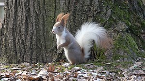 Avistan a una adorable ardilla con cola blanca saltando por un parque en Polonia