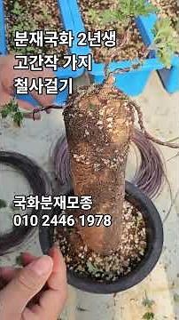 2년차 국화분재 가지 철사걸기 가지가 잘 떨어지니 조심해야합니다 #국화농장 #국화분재모종 #국화모종 #노지월동하는국화 #화분국화 #국산국화