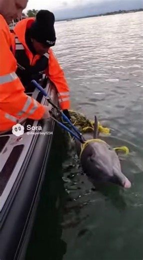 Storm Debris Dolphin Assist | Coast Guards Free Dolphin Near Dock 🐬⚓