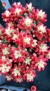 52K views · 1K reactions | Sedum rubrotinctum 'Aurora' Interesting Succulents | Cactus Garden | Facebook