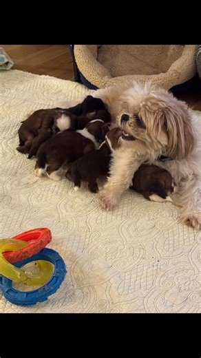 Razzy nursing the pups | BBS Acres Shih Tzu's