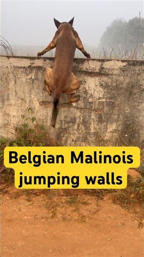 Super Dog Keshari FLIES Over Walls! 🐕‍🔥 Belgian Malinois Insane Jumping Power | Best Breed Ever