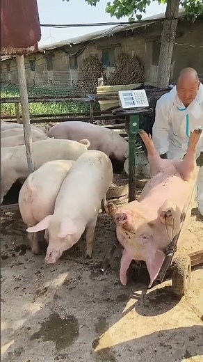 Pig Farmer Safely Loading Pigs into a Truck | Educational Purpose Only