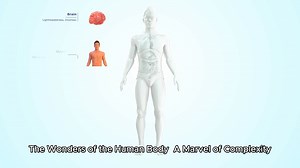 The Wonders of the Human Body