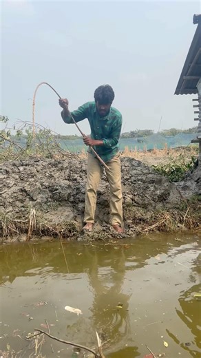 Hooking a Giant! Catching Big Fish with a Rod in the Sundarbans.#amazing #fishing #villagelife