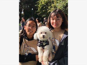Darling Dogs At Mutt Strut: Photos