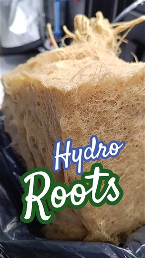 Root Block! 🤯 AC I Code: HYDROCLUB