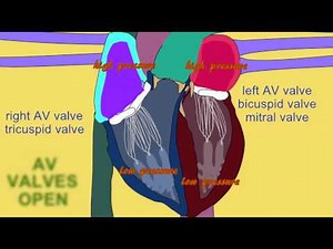 ATRIOVENTRICULAR VALVES IN CARDIAC CYCLE