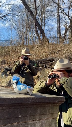 8.8K views · 56 reactions | Are blue jays really blue, or just scam artists? @canada might be a little confused, but Ranger Rob and Ranger Louis are on the case.  Bird coloration sometimes comes from pigment or structure, but we’re here to reassure you: blue is blue! See all the colors of the birding rainbow for yourself on an upcoming birding adventure with our Urban Rangers - link in bio for more info! | New York City Department of Parks & Recreation | Facebook