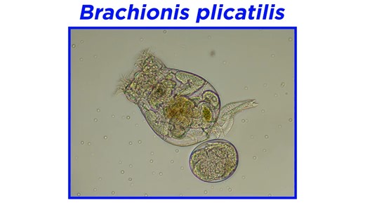 [中文字幕]轮形动物门第二部分：四大主要分支Phylum Rotifera Part 2: Four Major Clades