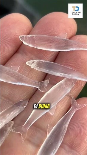 Tubuh Tembus Pandang! 5 Hewan Transparan Paling Unik di Bumi #bome #shortsedukasi