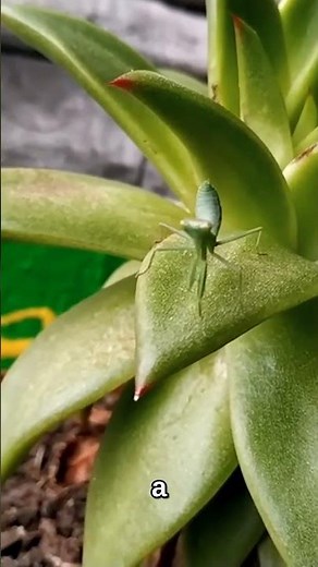 Why does a praying mantis disguise itself as a flower? #Shorts