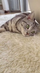 How cat apologizes? 🐈👀 . . . . Follow for more - @ask_my_cats . . . . . . . #cataffection #catbehavior #catfacts #dailycats #catsofinsta #factsaboutcats #cats101 #catbond #peteducation #felinefacts #felines #catlove #petaffection #catvideo #catreelstagram #meowgram #petgram #petbond #catmom #catdad #catperson | Ask My Cats