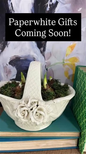 In the PLANT STUDIO I’m currently creating several PAPERWHITE flower gifts. Message me if you see one you like and I can reserve it for you. What a great hostess, teacher, coworker, MIL, girlfriend, & yourself gift! #shopsmallbusinesses #shopsmall | Kristen OBryan | Facebook