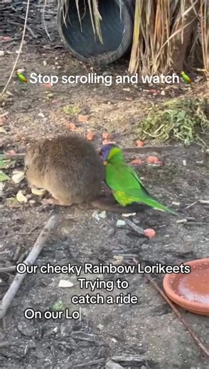 Rainbow Lorikeets and Long Nosed Potaroo Friendship