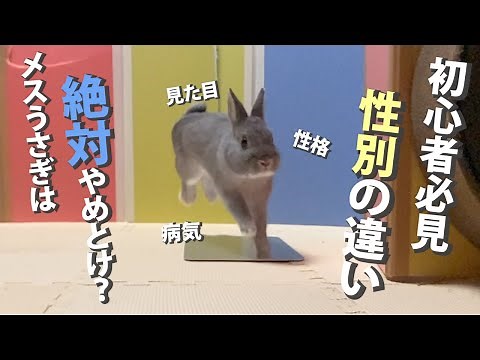 【飼育する前に絶対に見て】うさぎの性別ってどっちがおすすめ？【ネザーランドドワーフ】