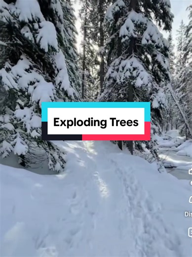 yes these are actual clips of trees exploding from cold weather #explodingtrees #freezingtemps #cold #explosion #minnesota