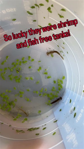 Almost let a killer in my tank!! Be careful!