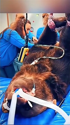 МЕДВЕДЯ УДАРИЛО ТОКОМ… НО ТО, ЧТО БЫЛО ДАЛЬШЕ — ШОК. #медведь #спасение #животные #шок #туризм