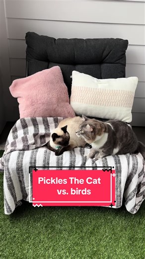 Pickles The Cat on TikTok