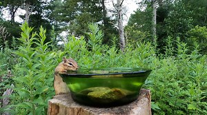 Chipmunk and Gray Catbird | Critter Cam